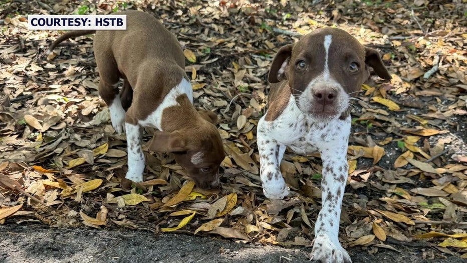 The dogs have been named Luke and Leia.