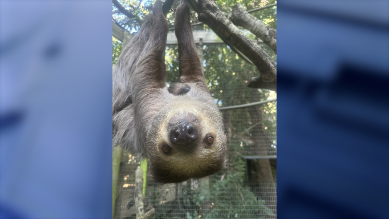 Brevard Zoo welcomes baby sloth to the world - Vimarsana News