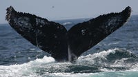 A rare sighting: Fisherman see Humpback whales off the coast of Port Canaveral