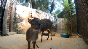 Adorable baby antelope born at Central Florida Zoo & Botanical Gardens
