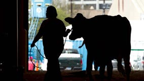 Bird flu detected in milk supply from Texas and Kansas cattle