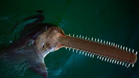 Endangered Florida sawfish are exhibiting erratic spinning behavior and dying unusually