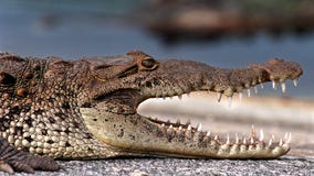 68-year-old man bitten by crocodile in Everglades after boat capsizes, officials say