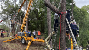 Worker pinned between tree, construction truck in Winter Haven, officials say