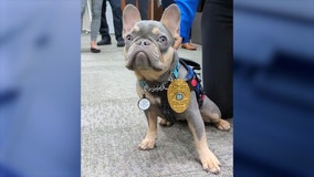 UCFPD therapy dog competing for America's Favorite Pet
