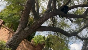 Officials investigating bear in tree in Ocoee neighborhood