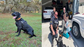 Florida police K-9 locates missing 3-year-old boy who wandered into woods