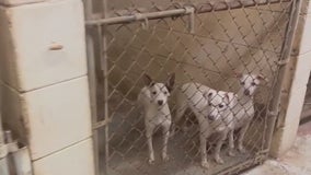 Volunteers rescue dogs abandoned at Palm Bay's 'Compound': 'Left out here to die'