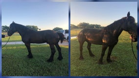 Ocala police wrangle horse found wandering in Ollie's parking lot