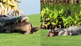 Florida golfer stunned by alligator chomping on massive turtle that sounded 'like a gun went off'