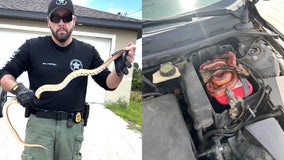 Florida deputy removes snake from car engine: VIDEO