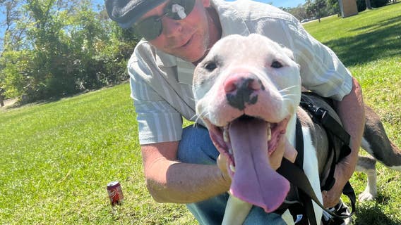 'Starved to death': Emaciated dog found in the compound has new family