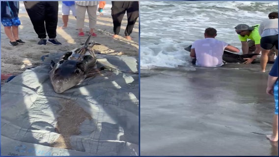 5-foot beached dolphin found on Cape Canaveral shore: FWC