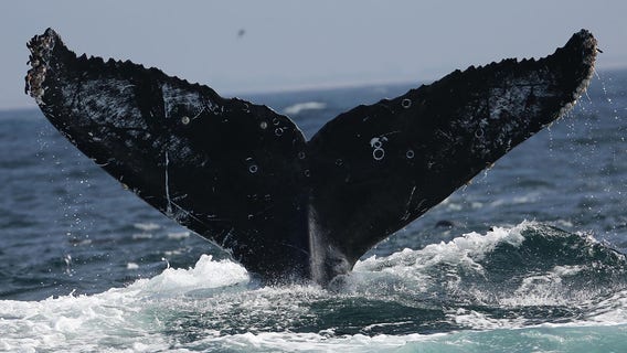 A rare sighting: Fisherman see Humpback whales off the coast of Port Canaveral