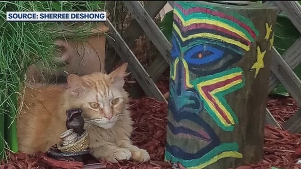 Cat saves Port Orange woman from accidental fire, owner says: 'He's my hero'