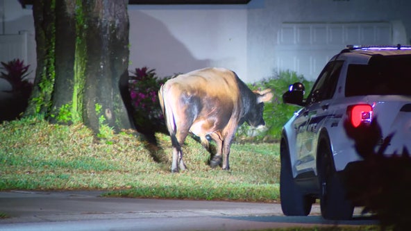 Bull gets loose in Temple Terrace neighborhood early Monday morning