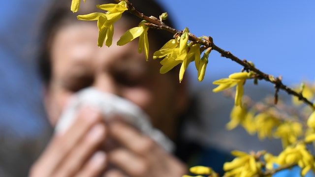 How to navigate allergy season in Florida with high levels of pollen