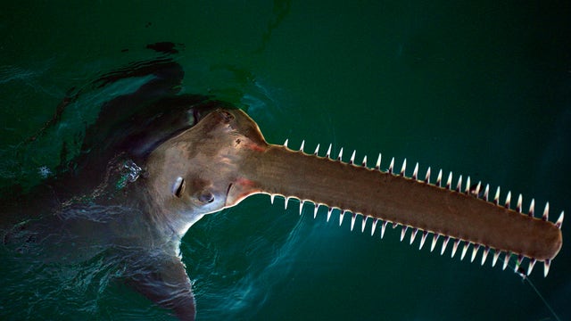 Endangered Florida sawfish are exhibiting erratic spinning behavior and dying unusually