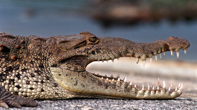 68-year-old man bitten by crocodile in Everglades after boat capsizes, officials say