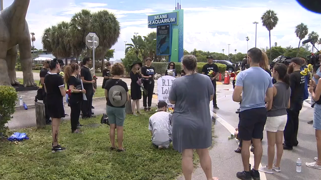 Miami Seaquarium, once home to beloved Orca, Lolita, being evicted from Miami-Dade County property