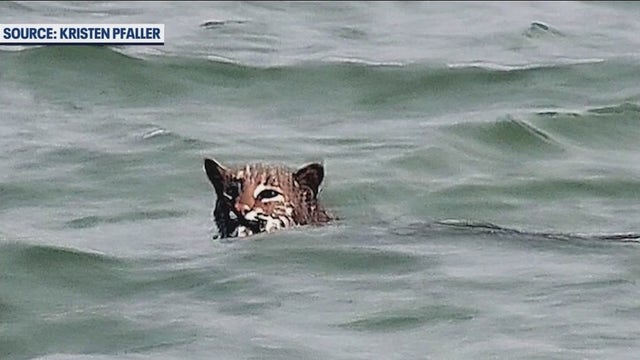 Bobcat spotted swimming in Gulf of Mexico off Florida Coast
