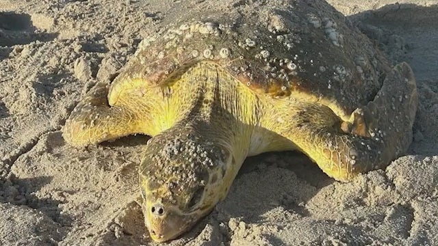 Florida beachgoers pushing sick sea turtles into ocean before rescuers arrive