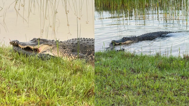 Alligator eating alligator locks eyes with Florida woman on run: 'Creeped me out'