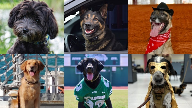 Florida K-9s go head-to-head in online March Madness tournament: How to cast your vote