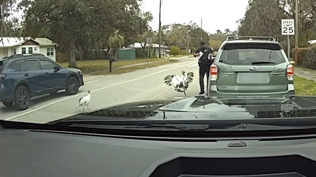'Irritated' turkey hilariously harasses Florida deputy during traffic stop