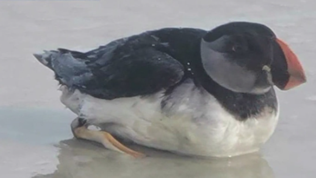 Rare bird, native to Maine and Canada, ends up on Florida beach