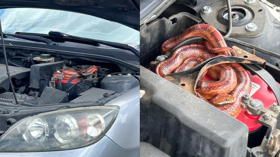 Florida deputy removes snake from car engine: VIDEO | FOX 35 Orlando