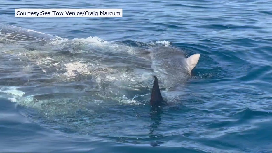 Sharks are feeding on a whale that was taken about 15 miles offshore after beaching itself earlier this week.