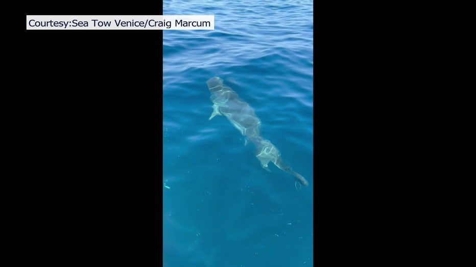 A shark feeds on the whale that died after beaching itself on Sunday off the coast of Venice.
