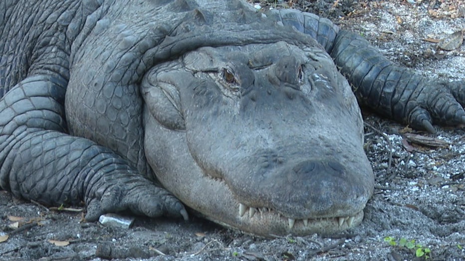 The gator nicknamed 'Coca-Cola' has been a part of the Temple Terrace community for years.