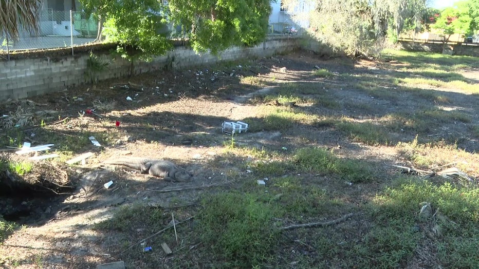 The gator got its name because of the pond's proximity to the old Coca-Cola plant on Fowler Ave.