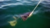 Distressed, Florida sawfish found mysteriously swimming in circles rescued by wildlife officials