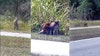 Possible wild monkeys seen walking around Florida neighborhood