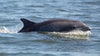 Dolphin in Florida found with deadly bird flu, researchers say