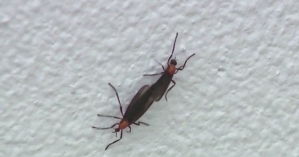 Where are the love bugs? Researchers stumped over significant