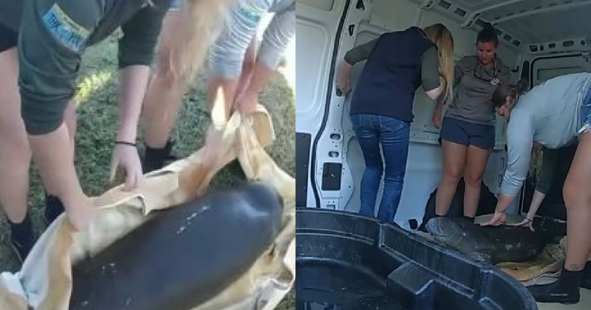 Baby manatee rescued from Florida canal transported to SeaWorld Orlando ...