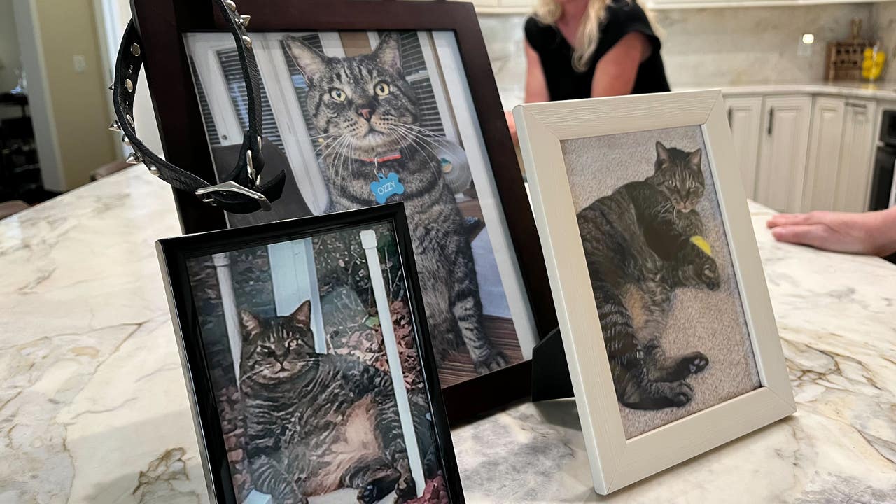 Pet sitter loses senior cat after allegedly throwing party at Winter Springs home, owner says - Vimarsana News