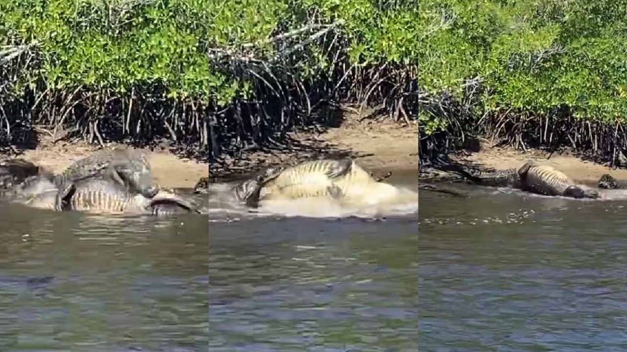 2 massive alligators caught on camera brawling in Florida Everglades: WATCH