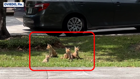 Video: Baby red foxes sunbathe, hangout in Florida neighborhood