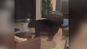 VIDEO: 3-legged black bear breaks into Florida home, raids family's fridge
