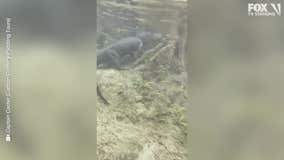 VIDEO: Alligator, manatee spotted coexisting peacefully in Florida spring