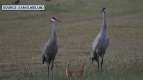 Florida neighbors work to save sandhill cranes after baby hit, killed by car: 'It's getting worse'