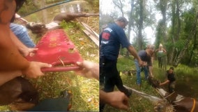 VIDEO: Florida fire crew pulls drowning horse from retention pond