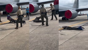 10-foot alligator wrangled from runway at MacDill Air Force Base: VIDEO