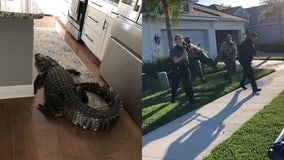 Alligator wanders into Florida woman's home: 'I was shaking so badly'