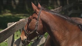 Storm damage uproots trees, kills horse in Ocala